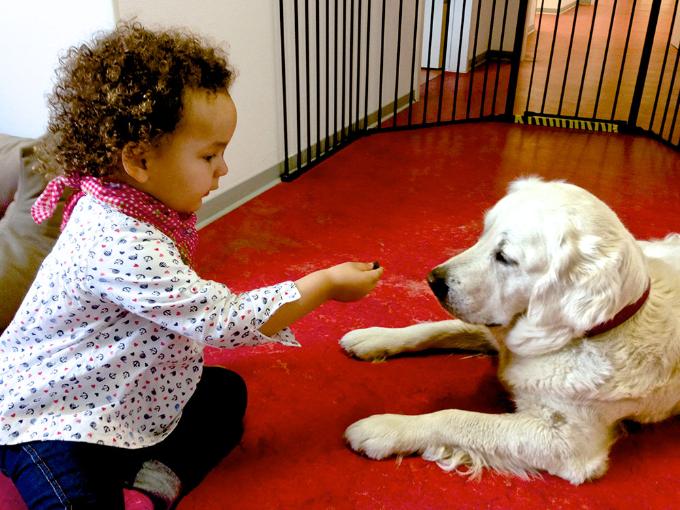 Kleines Mädchen füttert weißen Hund